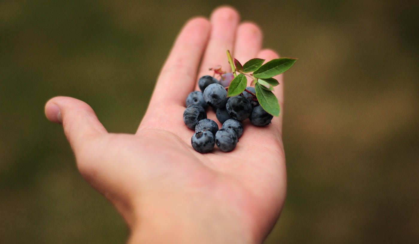 Beneficial effects of Polyphenols on Gut Microbiome Solutions 4 Health