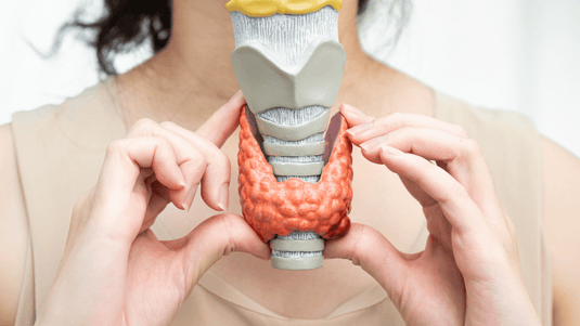 Endocrine System and the Foundations of Health!