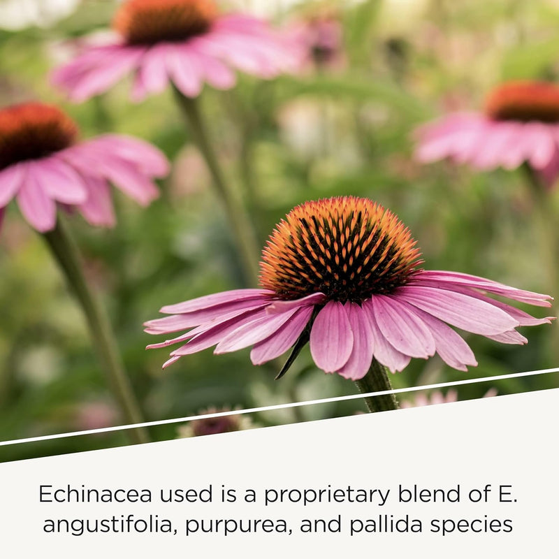 Load image into Gallery viewer, EHB
